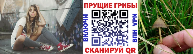 Купить  Данков  Псилоцибиновые грибы мицелий 